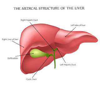 Liver के कार्य Liver functions